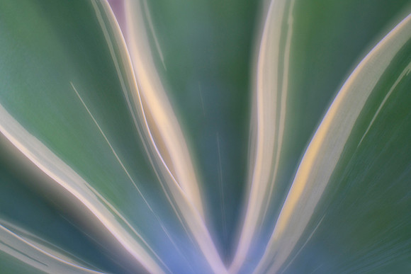 Agave Abstract