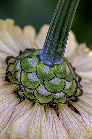 Zinnia