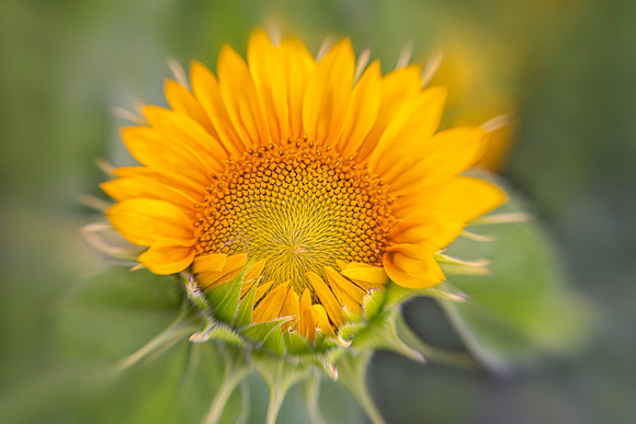 Good Morning, Sunshine!