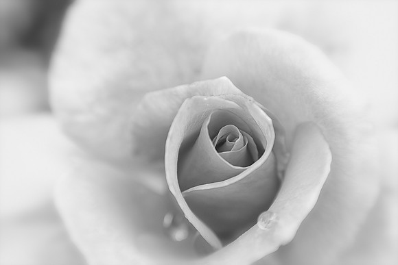 Rose in Black and White 2