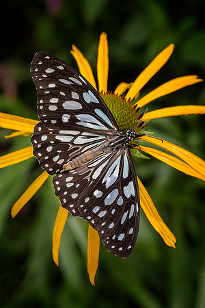 Blue Tiger