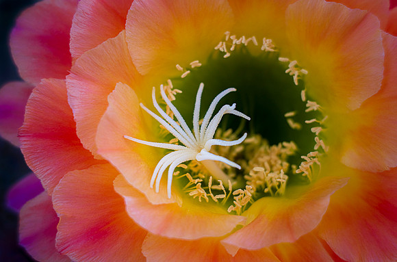 Echinopsis 'Apricot Glow'