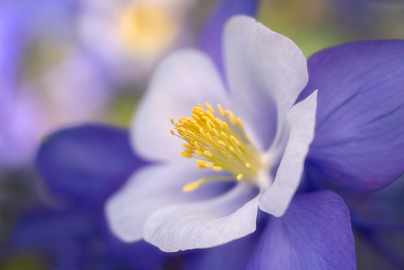 'Swan Blue and White' Colorado Columbine