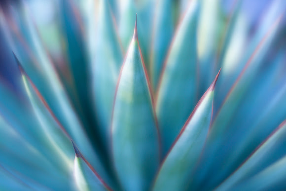 'Blue Glow' Agave