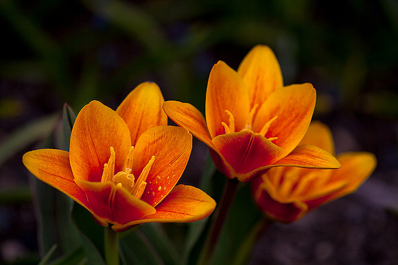 'Bronze Charm' Tulip