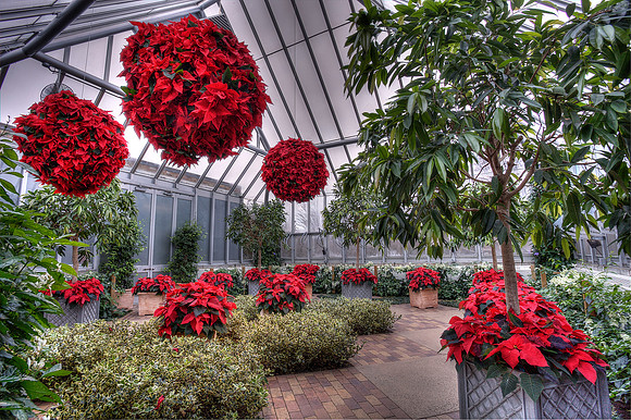 Semi-Tropical Greenhouse During Holidays