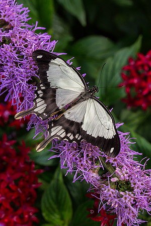Mocker Swallowtail - Male