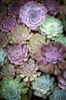 Succulent Symmetry