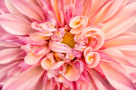 Dahlia 'Cafe Au Lait'