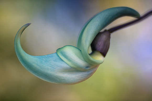 Jade Vine