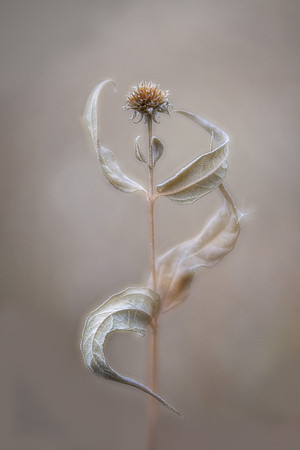 Winter Dancer