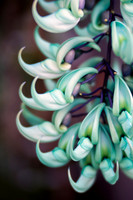 Jade Vine