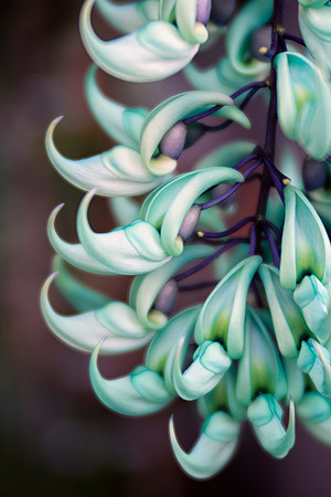 Jade Vine