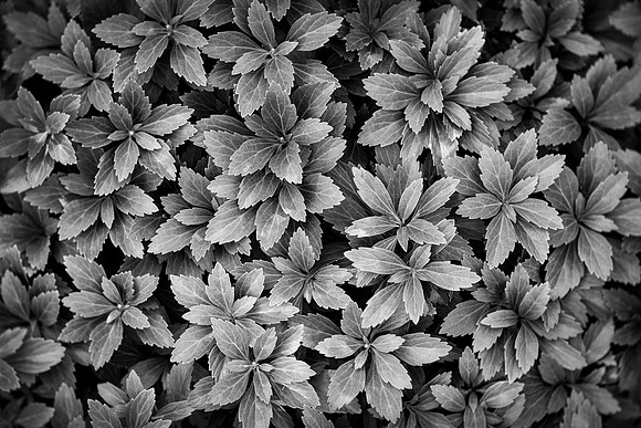 Pachysandra