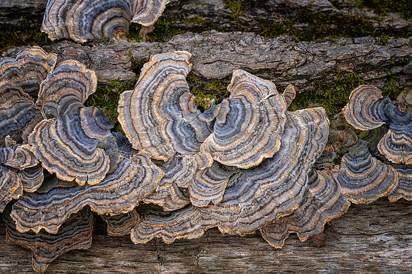 Turkey Tail - Trametes versacolor