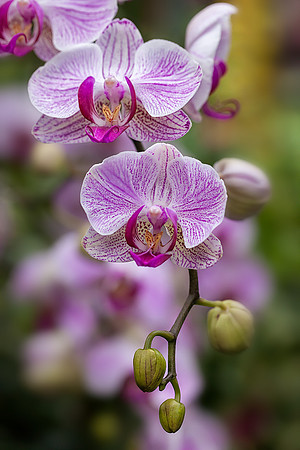 Phalaenopsis #1