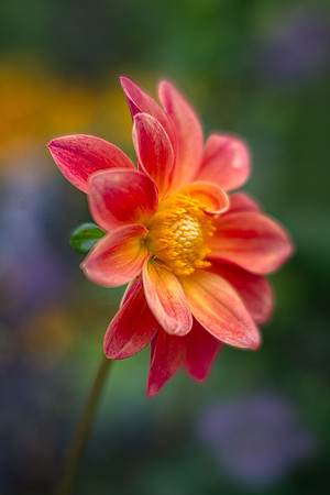 Cheerful Dahlia