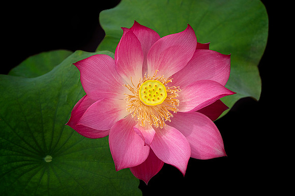 Lotus