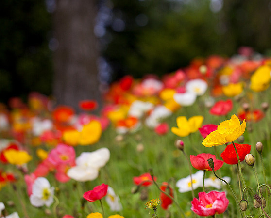 Poppies in the English Oak Meadow in Spring