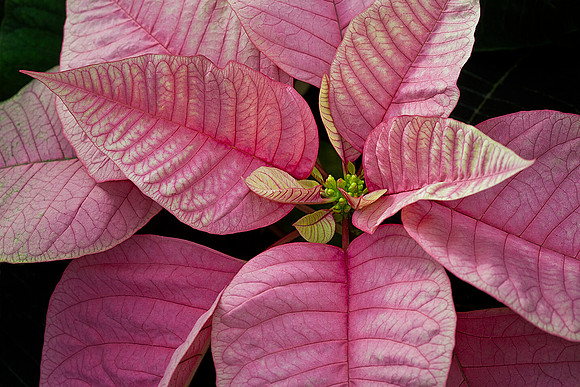 Poinsettia