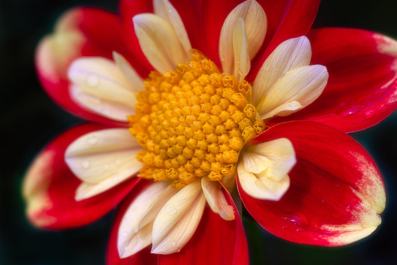 Dahlia 'Pooh'