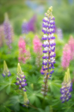 Lupines in Copenhagen