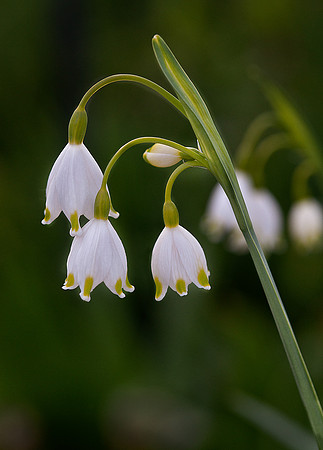 Summer Snowflake