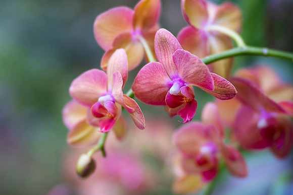 Phalaenopsis Orchids
