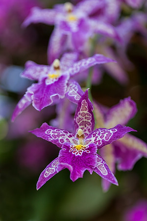 Beallara