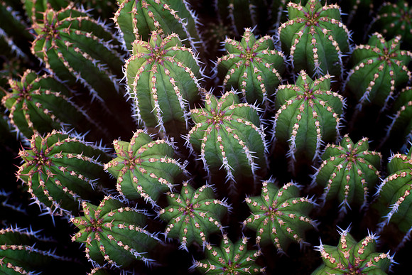 Euphorbia echinus