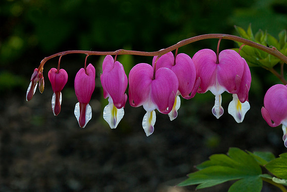 Bleeding Heart