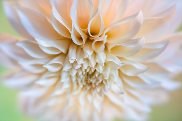 Dahlia 'Cafe Au Lait'