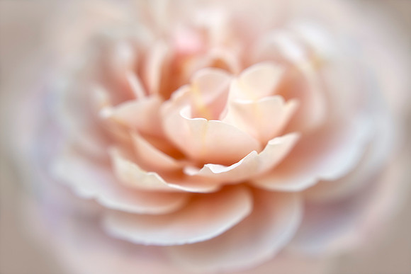 Soft Rose