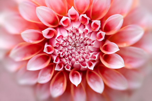 Dahlia 'Peaches 'N Cream'