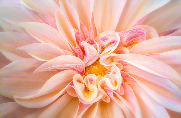Dahlia 'Cafe Au Lait'