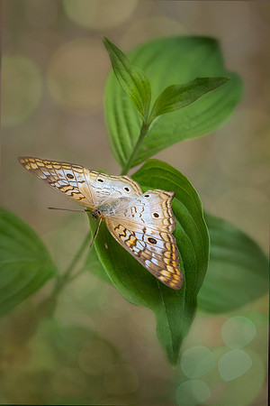 White Peacock