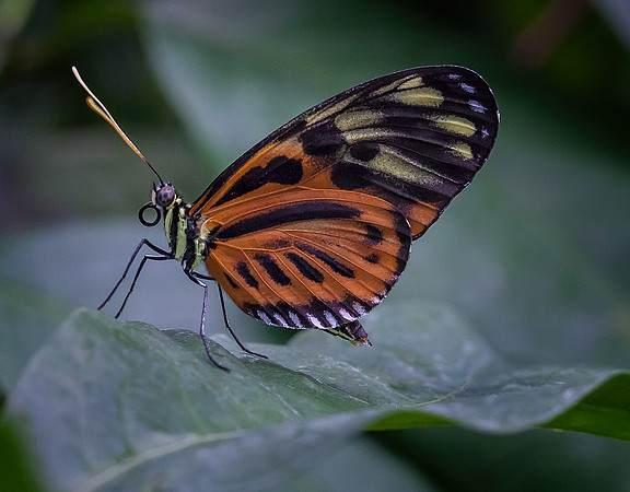 Tiger Longwing