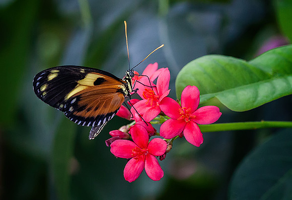 Tiger Longwing