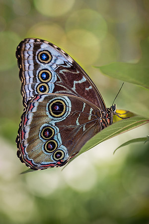 Blue Morpho
