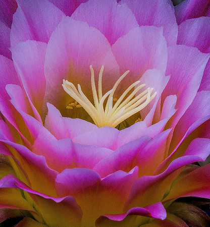 Cactus Flower
