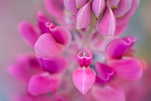 Lupine Hearts