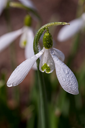 Snowdrops