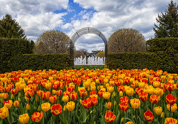 Tulips in the Circle Garden