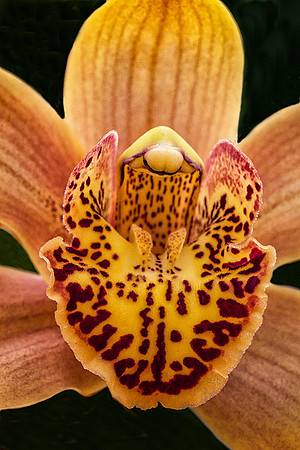 Cymbidium #1