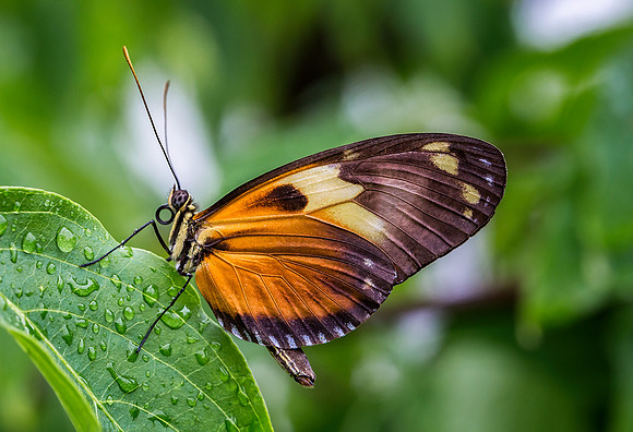 Tiger Longwing/Golden Helicon