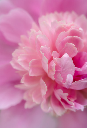 Frilly Peony