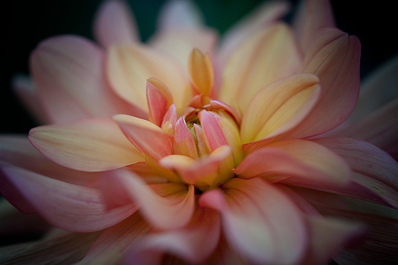 Dahlia