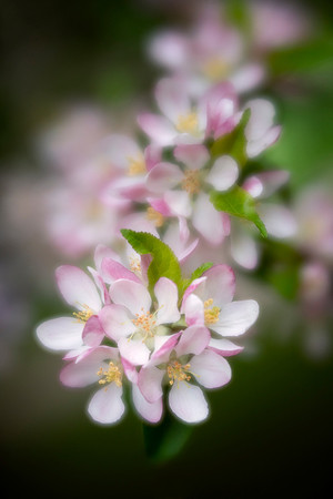 Crabapples of Copenhagen