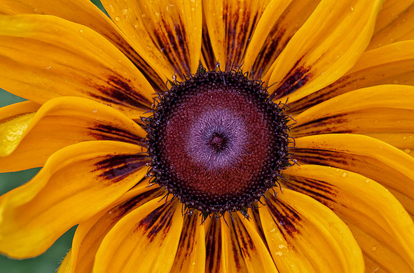 Sunny Rudbeckia