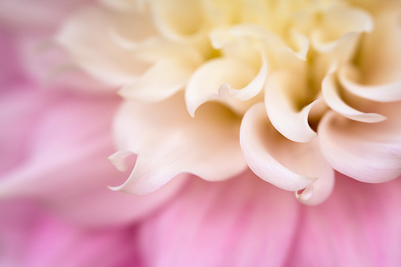 Dahlia 'Gitt's Perfection'